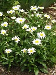Erg veel insecten komen op de bloemen eten of van… Leucanthemum Spikey White Margriet De Tuinen Van Appeltern