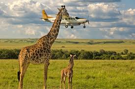 Many scientists believe that domestication of wild animals was essential to human survival, with dogs being domesticated at an estimated date of 15,000 b.c. 50 Funny Animal Pictures Cute Photos Of Wild Animals