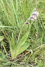 Image result for Gladiolus ecklonii