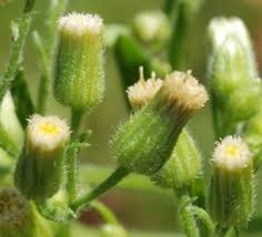 Image result for Erigeron sumatrensis