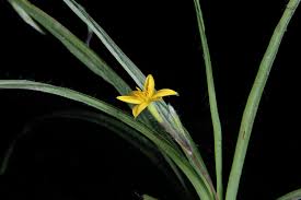 Image result for Hypoxis angustifolia
