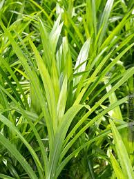 Image result for Pandanus