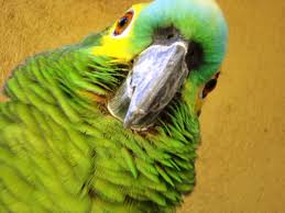 They are often described as boisterous, playful, and outgoing — some even like to sing. Amazons Vs African Grey Parrots As Pets Pethelpful