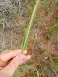 Image result for Diheteropogon amplectens