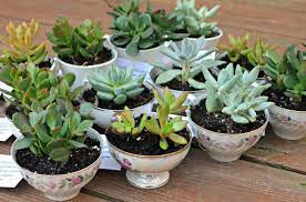 Baby Shower Favors Teacup Succulents Amy Latta Creations