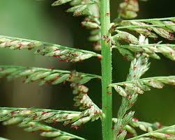 Image result for Leptochloa