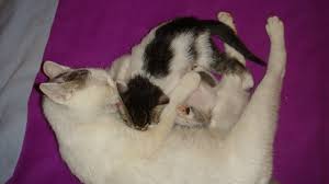 Yavru Bir Kedi Gordum Sanki