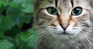 Speaks of whisker loss, cats can shed fur like crazy at certain times of the year, and some may even shed all year long. Why Do Cats Have Whiskers 7 Fun Facts About Cat Whiskers You Never Knew Care Com