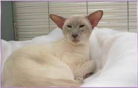 Lilac points have russian blue cat lines in their genes, and you have to admit that, looking at the photo below, there is something of the russian prima ballerina. Lilac Point Siamese Cats Siamese Cats And Kittens