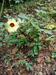 Image result for Hibiscus surattensis