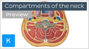 As the tooth tapers below the gumline, the neck is formed. Compartments Of The Neck Preview Human Anatomy Kenhub Youtube