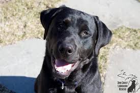 $500 is due at agreement of puppy and $500 is due at pick. Ben Pending Adoption Labrador Retriever Young Adoption Rescue For Sale In Detroit Michigan Classified Americanlisted Com