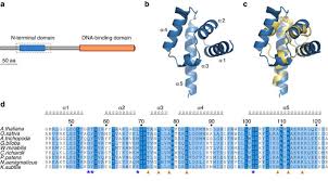 A Sam Oligomerization Domain Shapes The Genomic Binding Landscape Of The Leafy Transcription Factor Nature Communications