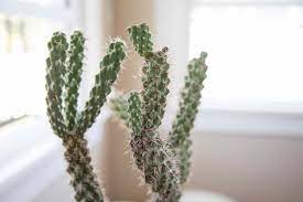 Growing Cylindropuntia The Cholla Plants