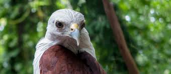 Het van blanckendaell park is een dierentuin met savanne, speeltuin, museum en een molen. Project Gs30rvid Roofvogels En Zeeschildpadden Indonesie Global Spirit