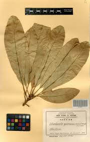 Image result for Inhambanella