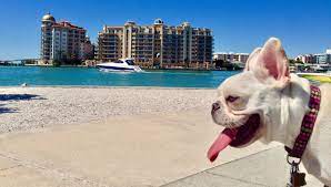 Visit top destinations for arts & culture today! 10 Fun Places To Visit With Your Dog In The Sarasota Area Michael Saunders Company