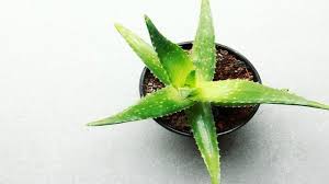Lidah buaya atau aloe vera adalah tanaman yang sangat bermanfaat. Tak Cuma Untuk Wajah Aloe Vera Juga Bagus Buat Rambut Yuk Buat Shampo Alami Sendiri Surya