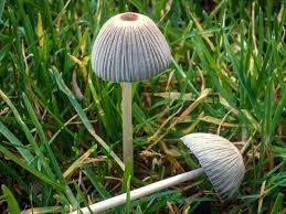 Image result for Pomaria lactea