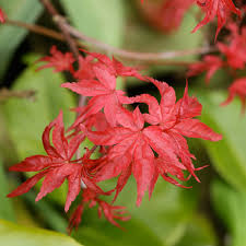 The leaves are finely divided into several deep segments, but also crinkled and twisted, creating a charming and unique form. Acer Palmatum Beni Komachi Small Red Japanese Maples For Sale