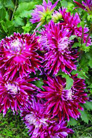 Pin On Flowers