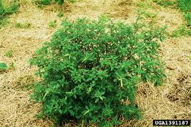 Image result for Amaranthus spinosus