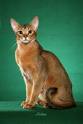 Available Abyssinian Kittens For Sale & Cats For Adoption