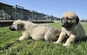 kangal kopekleri sinir karakollarinda gorev alacak galeri yasam kopek kangal kopegi akbas