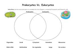 Eukaryotes are organisms whose cells have a nucleus and other organelles enclosed by a plasma membrane. Prokaryotes Vs Eukaryotes Worksheet