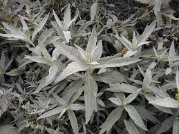 Next year's spring will start its growth again. Artemisia Ludoviciana Silver King Herbaceous Plants