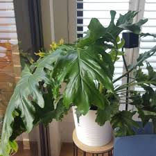 A selloum does grow a trunk as it matures, but the huge drooping leaves usually hide it. Thaumatophyllum Bipinnatifidum Little Hope Syn Philodendron Bipinnatifidum Little Hope Philodendron Selloum Little Hope Tree Philodendron Little Hope Uploaded By Rahul20