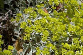 Image result for Eriospermum flexuosum