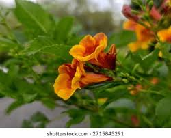 Image result for Tecoma fulva