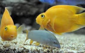 Pin On Aquarium Aquart Center