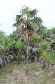 Image result for Coccothrinax