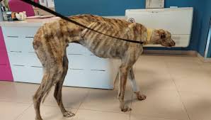 Salvato un cane Levriero pelle e ossa, denunciata la proprietaria. "Sarebbe morto d'inedia" - La Stampa