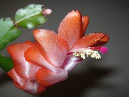 ¡será efímero ya que solo florecerá durante 48 horas! Como Hacer Que Florezca El Cactus De Navidad Jardineria On