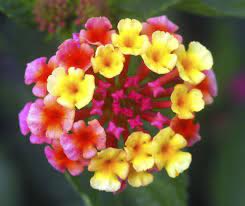 Pin On Gardening