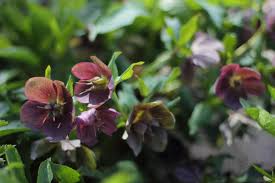Check spelling or type a new query. 15 Shade Loving Plants For Your Cutting Garden Lovenfresh
