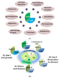 Maybe you would like to learn more about one of these? Targeting Cyclin Dependent Kinases In Human Cancers From Small Molecules To Peptide Inhibitors Abstract Europe Pmc