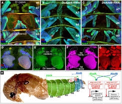 These duties include investigating cases involving animal bites, abused or neglected animals, dogs. Hox Logic Of Body Plan Innovations For Social Symbiosis In Rove Beetles Biorxiv