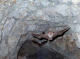 Some successful bats will share their bounty with other bats as a form of reciprocal altruism. File California Leaf Nosed Bat Macrotus Californicus 14230017952 Jpg Wikimedia Commons