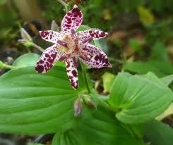 Considered by horticulturist rick darke, the best garden tricyrtis. Photo Of The Bloom Of Toad Lily Tricyrtis Sinonome Posted By Vic Garden Org