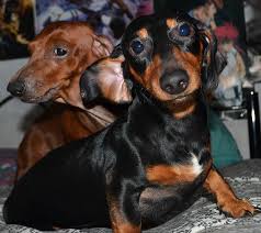 Female Black And Brown Dachshund Rogue Brown Female And Roki Black Tan Male My 2 Lovely Dachshunds Dog Breeds Sausage Dog Dachshund