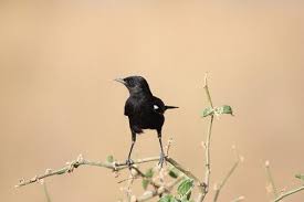 Black Bird With White Spots On Wings 