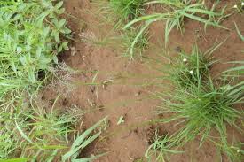 Image result for Sporobolus stapfianus