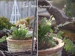 Tante Malis Gartenblog Marz Und Der Fruhling Im Topf Gartentipps Gartenblog Und Garten