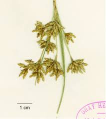 Image result for Scleria bambariensis