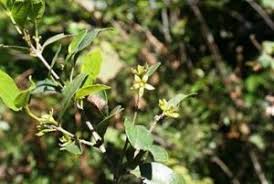Image result for Hippocratea goetzei