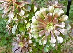 Image result for Crassulaceae